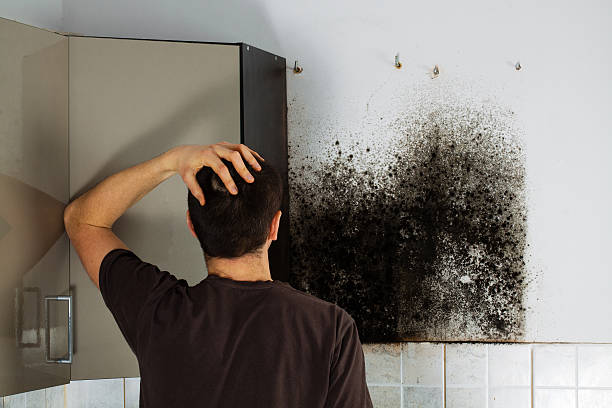 Best Mold Cleaning Services  in Millersburg, PA