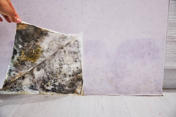 Best Mold Removal Company Near Me  in Millersburg, PA